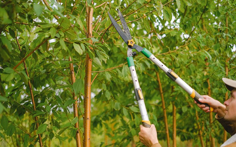 Tree trimming in Success, AR