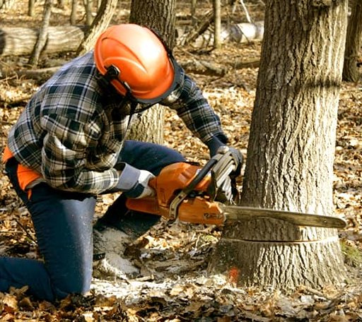 Tree Removal in Success, AR